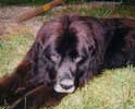 Photo du chien Terre Neuve ayant t reprsent en portrait animalier.